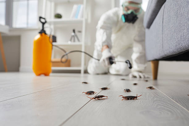 Trusted Cockroach Control service in Troy, MO - Nex Pest Control